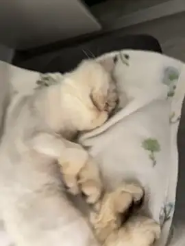 Ella_Charm live sex cam