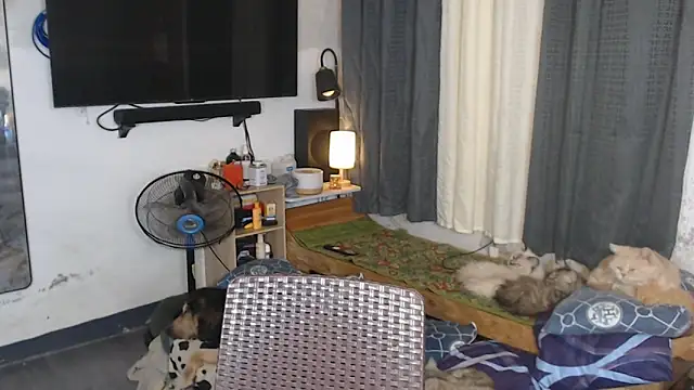 SeductiveTsDoll live sex cam