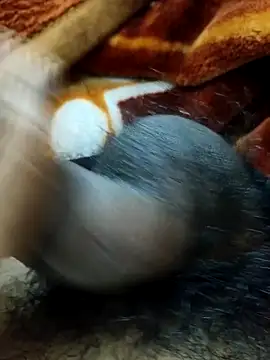 _Stripchat_Owner_ live sex cam