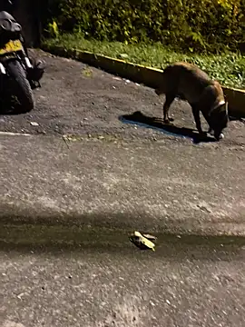 Maicol_xxxx live sex cam