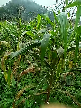 moa_koa's cam snapshot