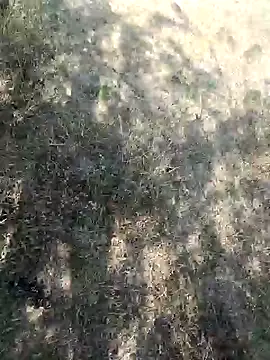 rameshmry1's cam snapshot