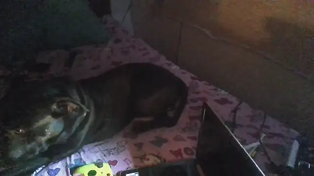 jaxx12369 live sex cam