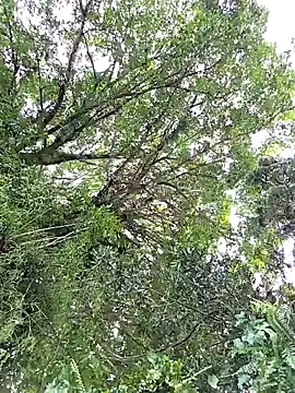 giselxxx_hot live sex cam