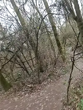 twitshe live sex cam