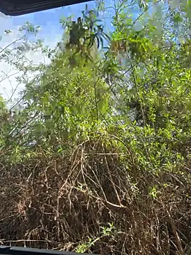 Bigbuttbrooklynn live sex cam