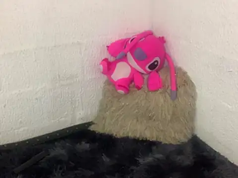 leara's cam snapshot