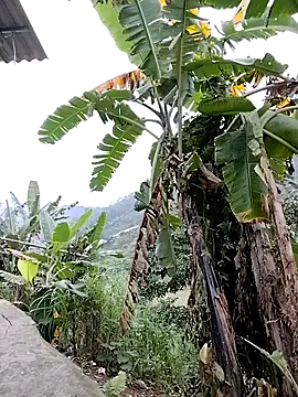 Tin_tanny live sex cam