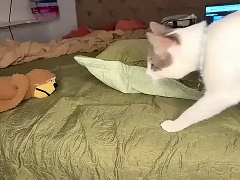 BRUALENC's cam snapshot